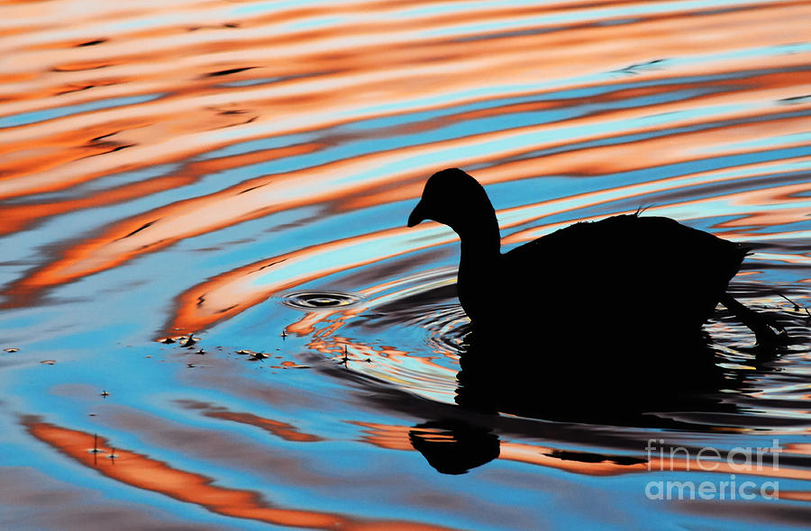 Coot Silhouette at Sunrise Photograph by Vivian Christopher