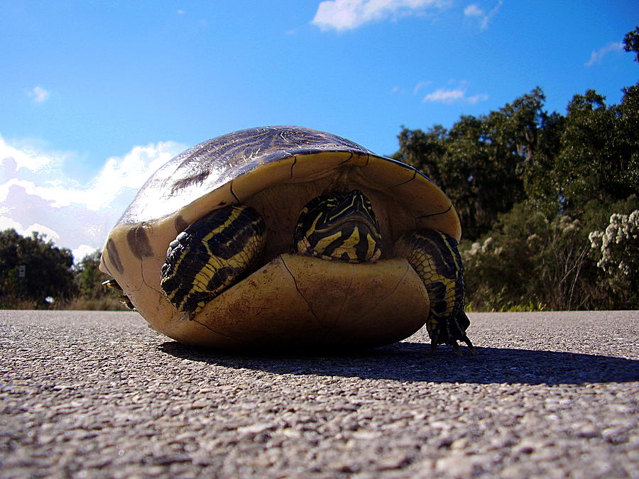 Cooter Turtle Photograph