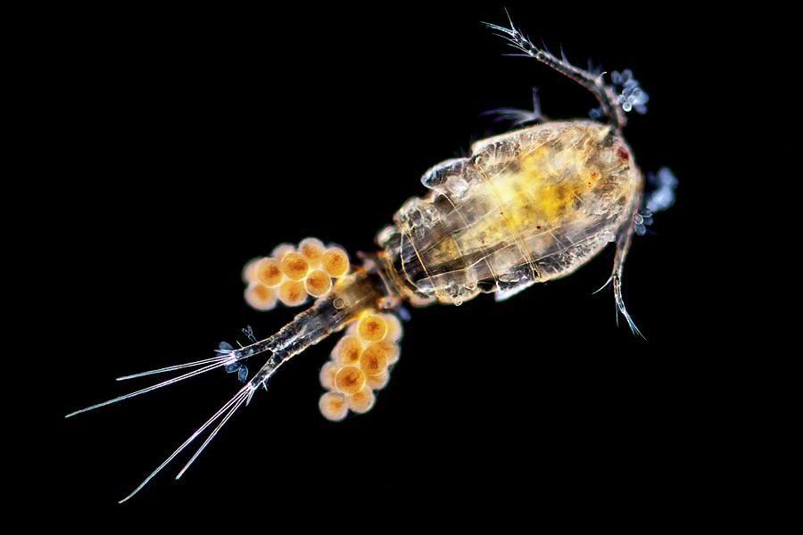 Copepode Photograph by Gerd Guenther