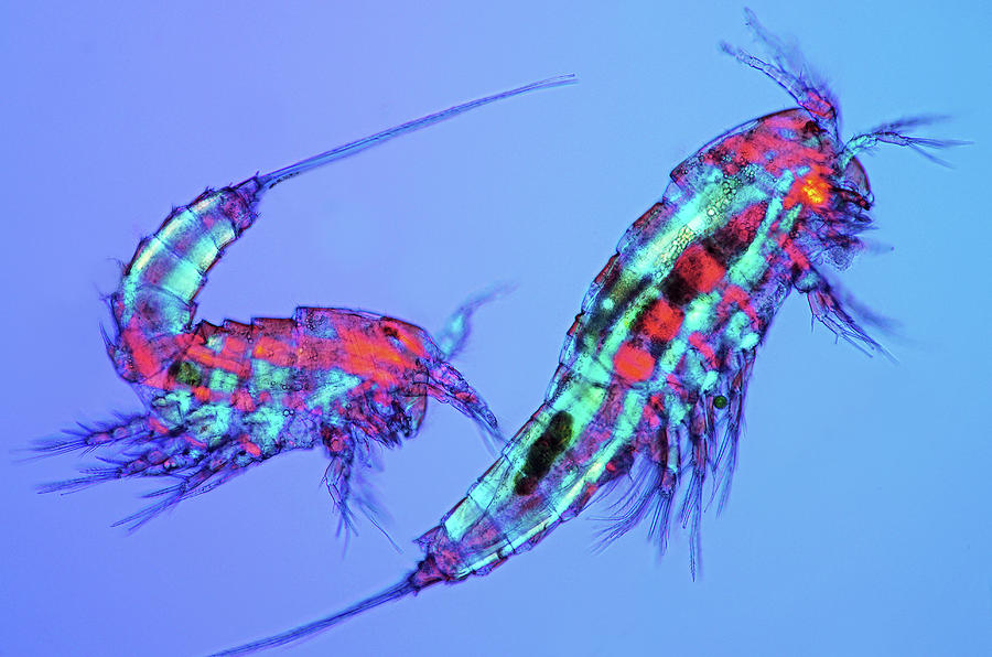 copepods-photograph-by-marek-mis-pixels