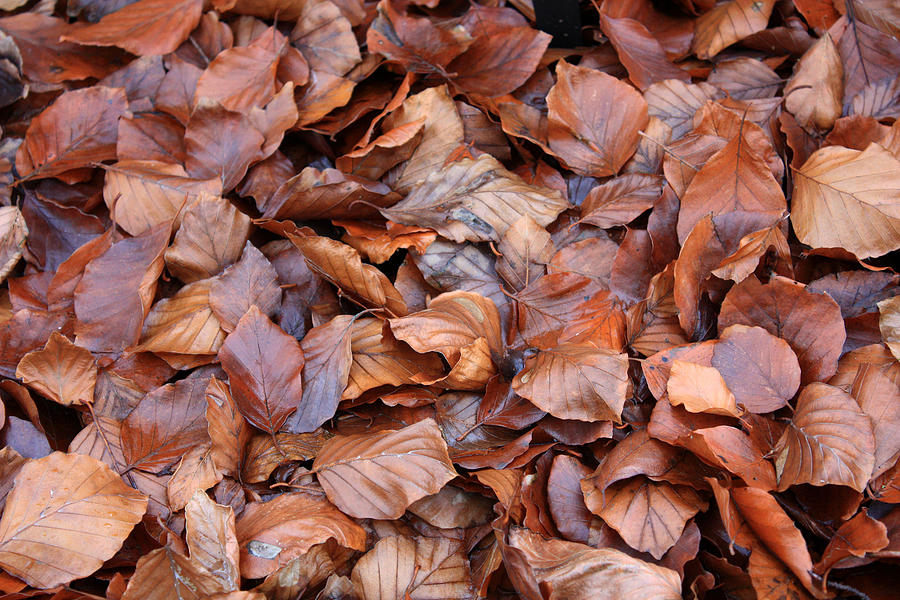 Copper Beech Leaves Photograph by Gerry Bates