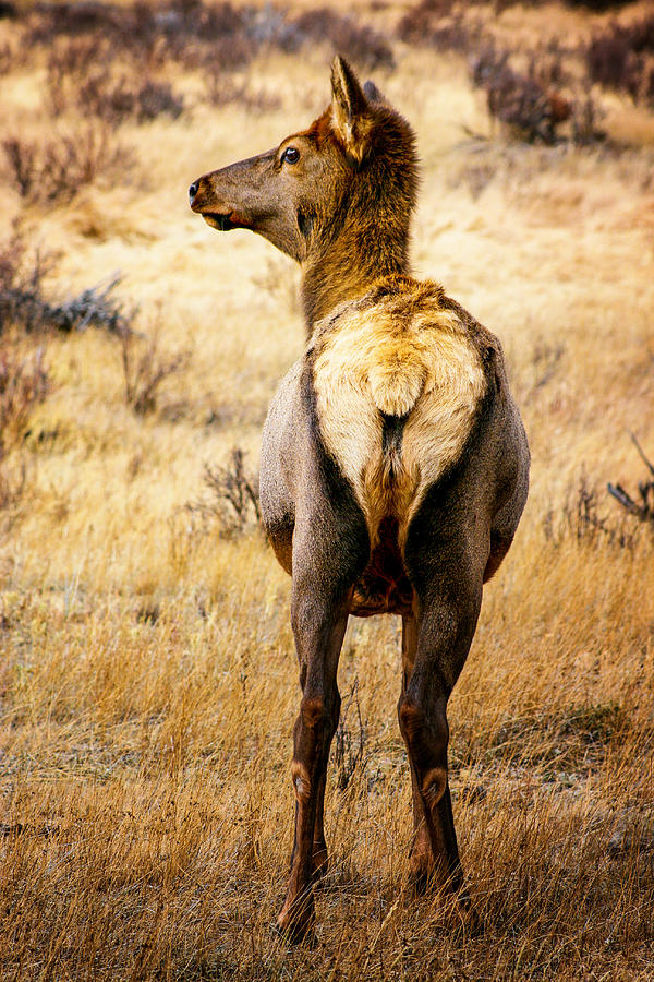 Copper Blonde Elk Photograph by Juli Ellen