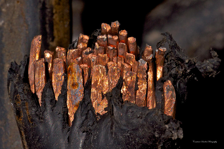 Copper Candles--junkyard Macro No. 3 Photograph