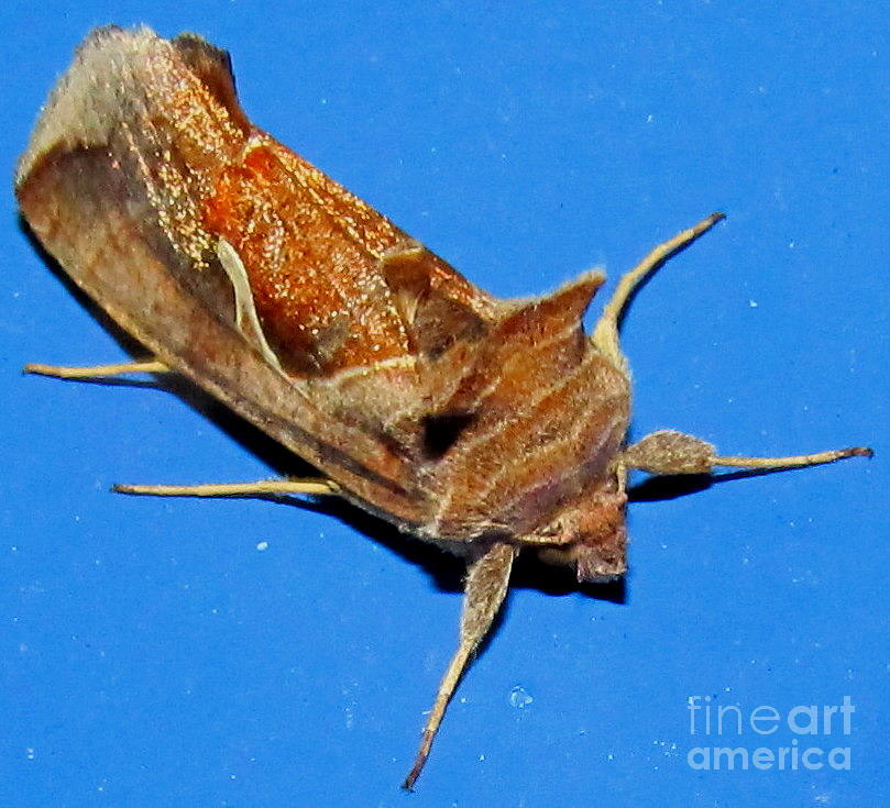 Copper Crest Shield Moth Photograph by Joshua Bales - Fine Art America