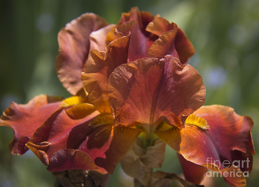 Iris Photograph - Copper Gem by Teresa Mucha