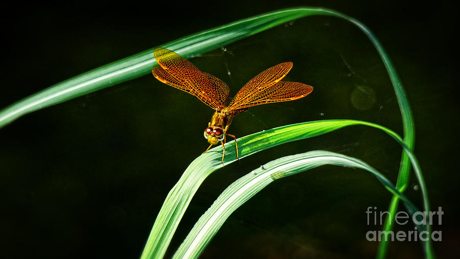 Nature Photograph - Copper Lady by Beverly Guilliams