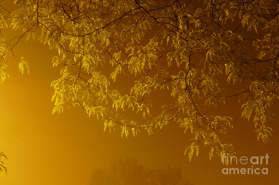 Copper Leaves in Fog Photograph by Deborah Smolinske