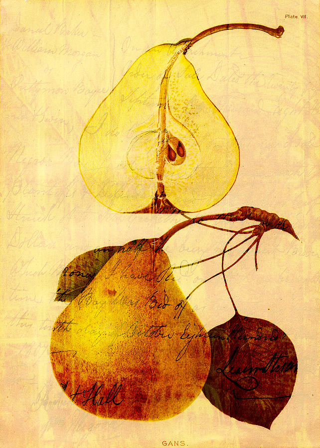 Pear Digital Art - Copper Pear by Sarah Vernon