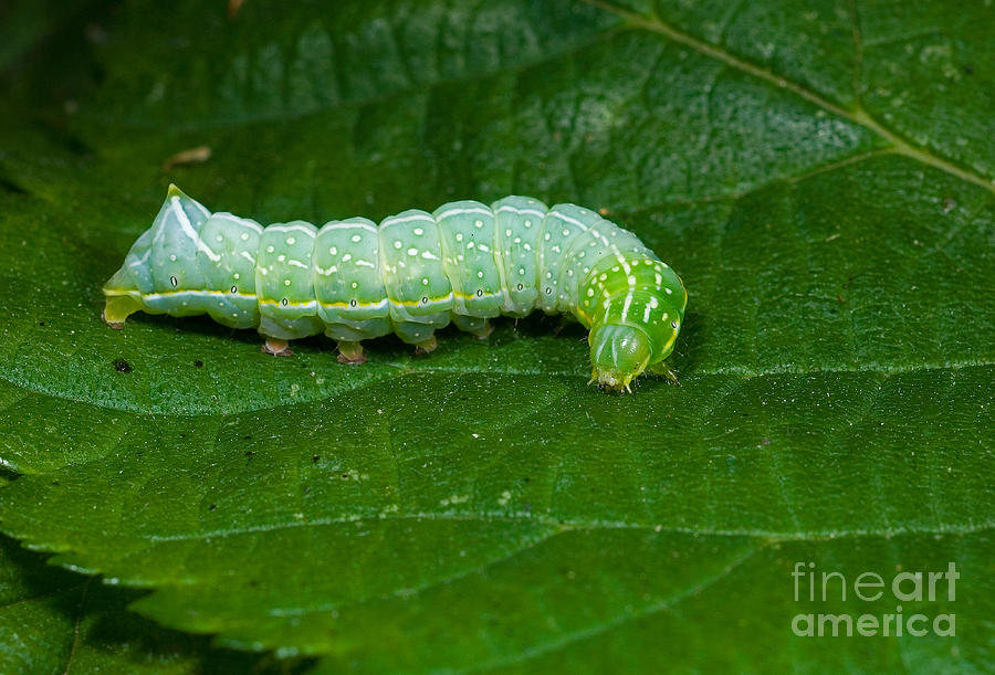 Copper Underwing Moth Larva Photograph by Steen Drozd Lund
