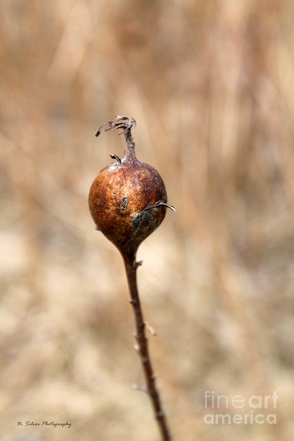 Nature Photograph - Copper Wild Grass Pod by Nina Silver
