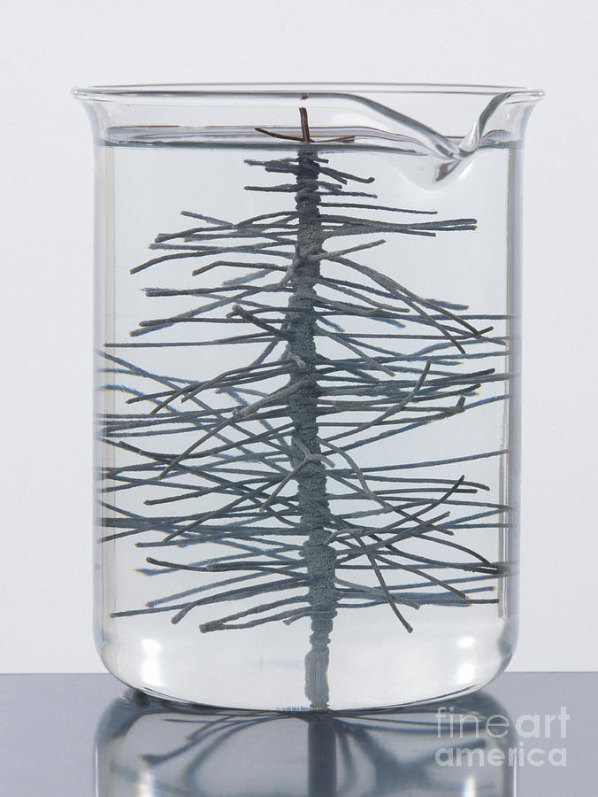 Copper Wire In A Silver Nitrate Solution Photograph by Dorling Kindersley