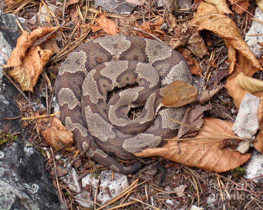 Copperhead Along the Appalachian Trail Photograph by John DeRussy ...