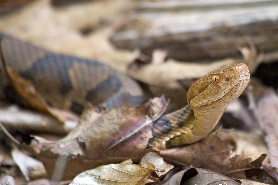Up Movie Photograph - Copperhead in the Wild by Betsy Knapp