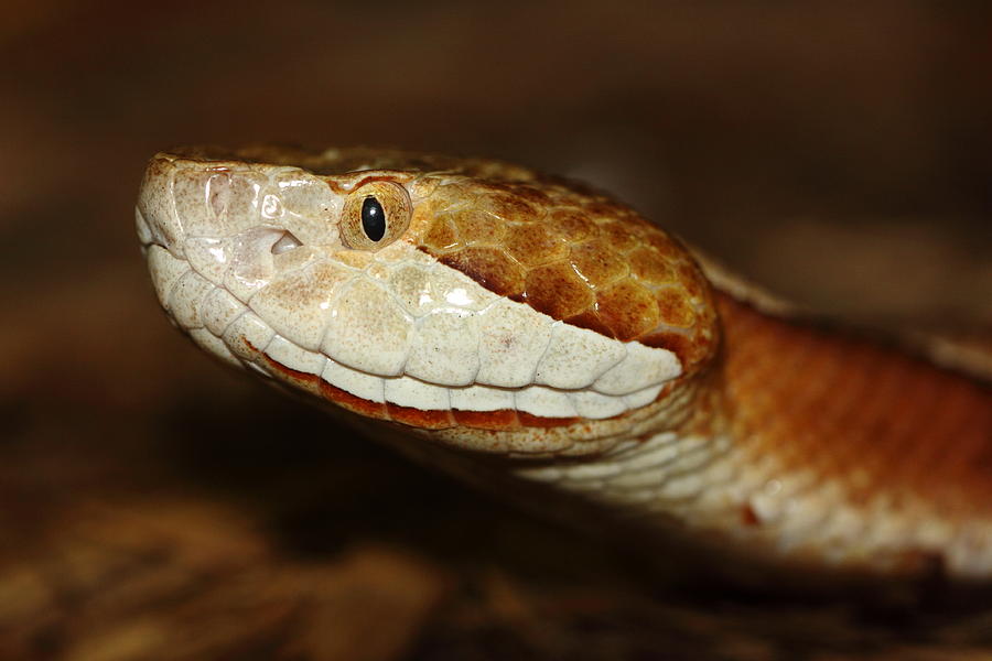 Copperhead Portrait Photograph by Paul Slebodnick | Fine Art America