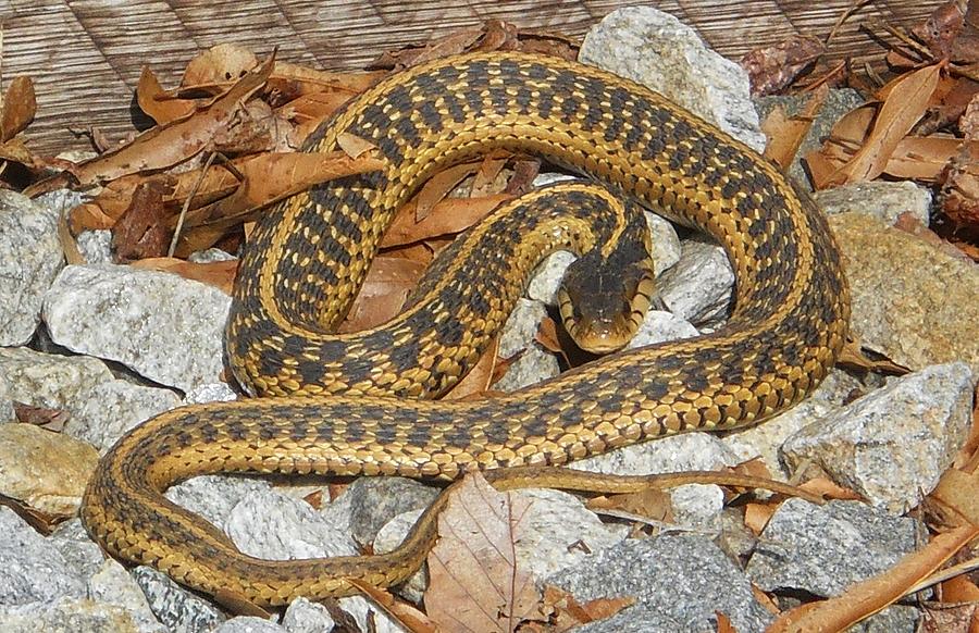 Copperhead Road Photograph by Jeff Moose