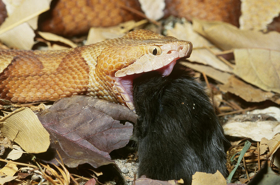 copperhead-snake-eating-photograph-by-john-mitchell-fine-art-america