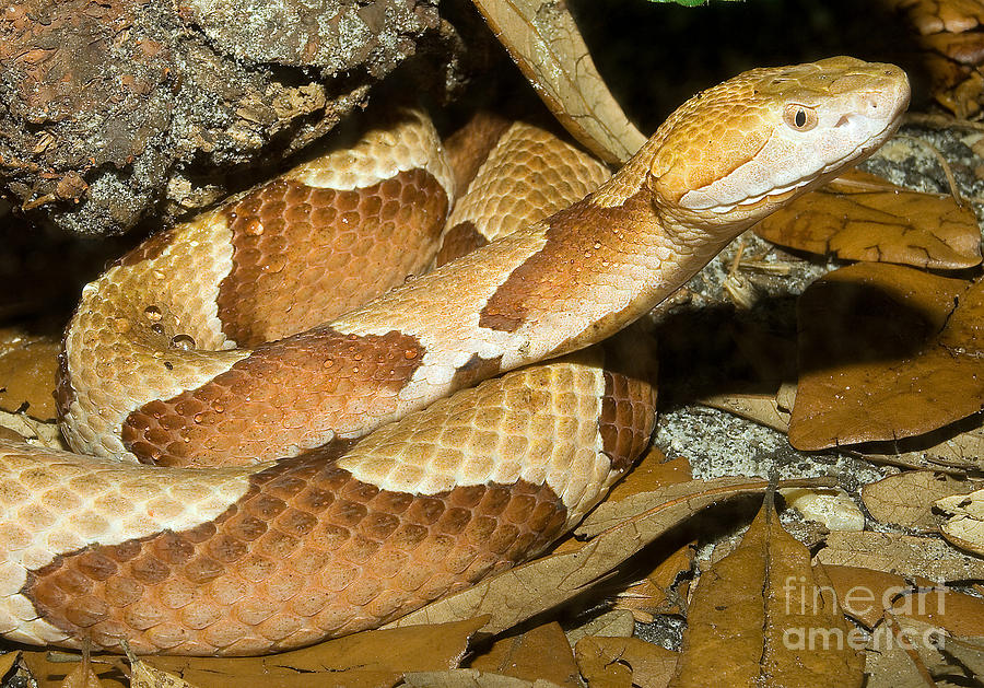 Copperhead Snake Photograph by Millard H. Sharp