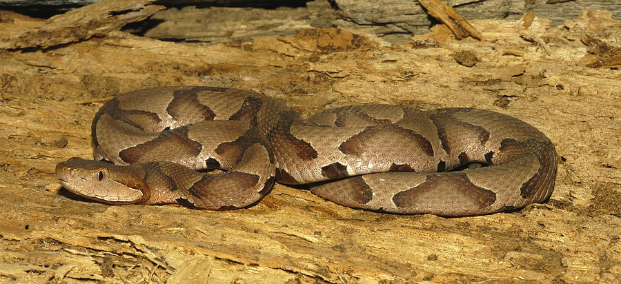 Copperhead Snake Photograph by Suzanne L. and Joseph T. Collins