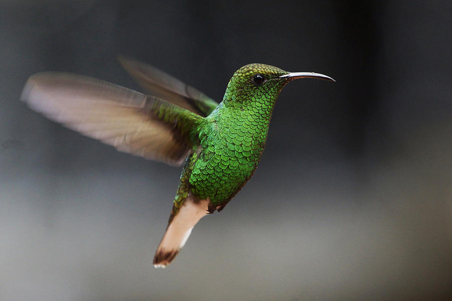 Coppery-headed Emerald Hummingbird Photograph by Hiroya  Minakuchi