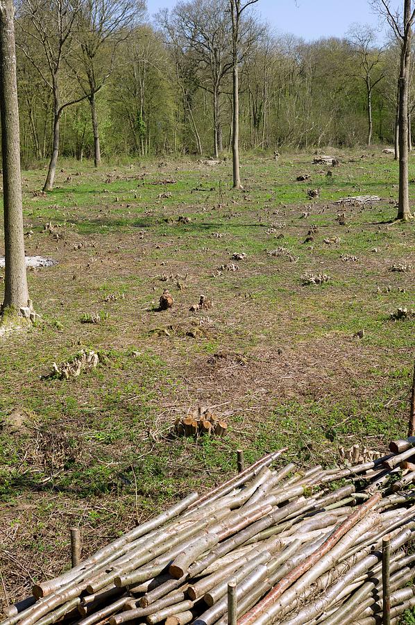 the coppice woodland