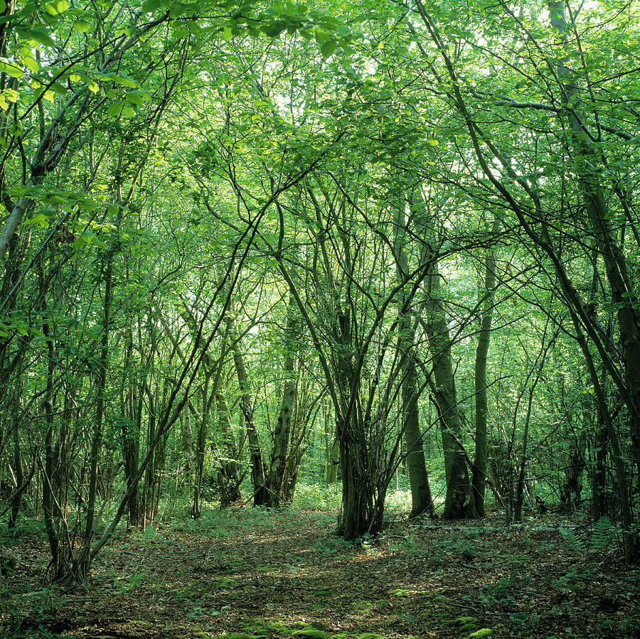 Coppice Woodland With Hazel Trees Photograph by Dr Jeremy Burgess/science Photo Library