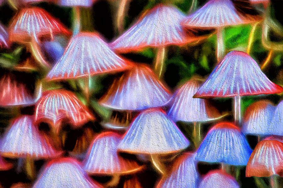 Abstract Photograph - Coprinus Fungi Abstract by Mukesh Srivastava