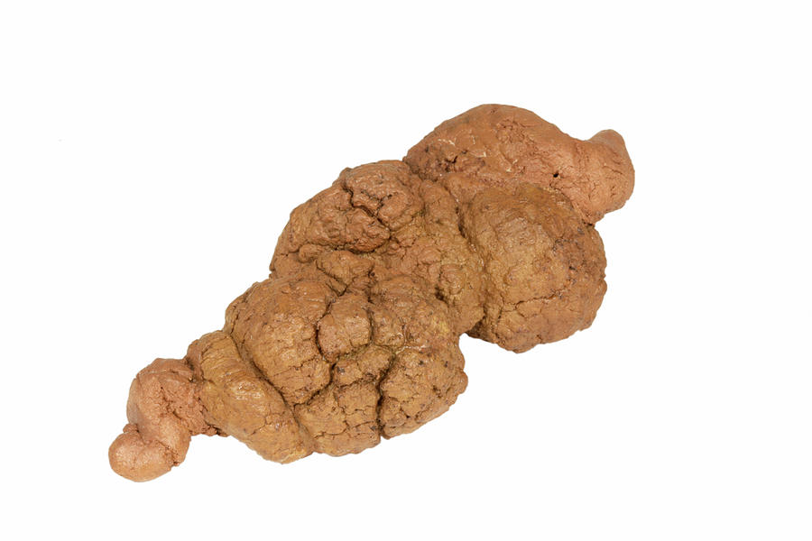 types of coprolites
