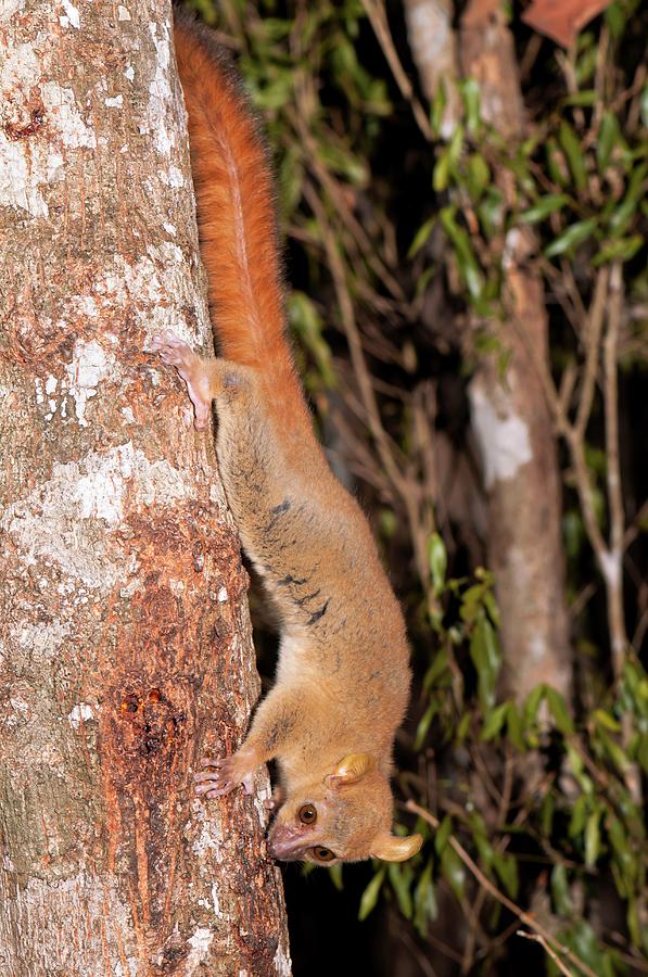 Coquerel's Giant Mouse Lemur Photograph by Tony Camacho/science Photo ...