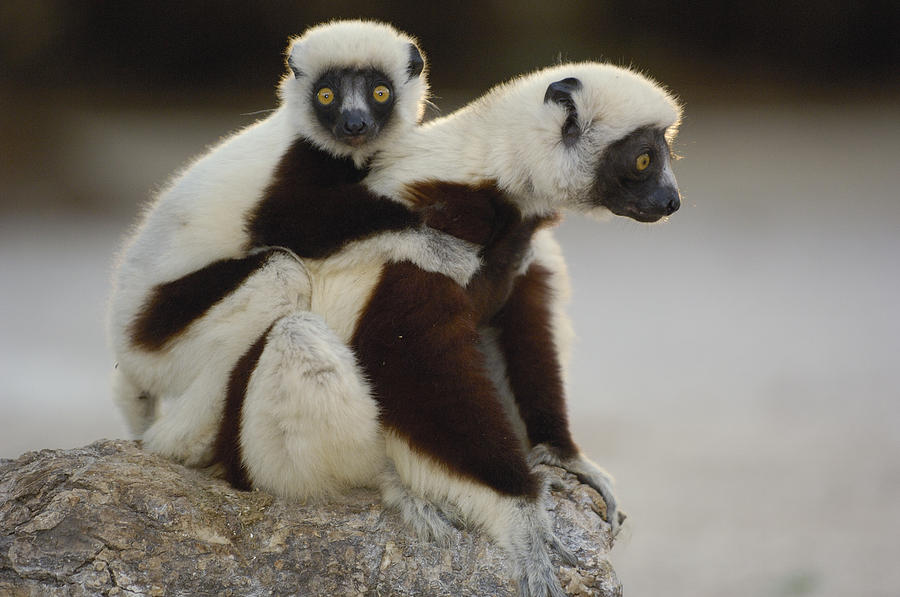 Coquerels Sifaka And Baby  Madagascar Photograph by Pete Oxford