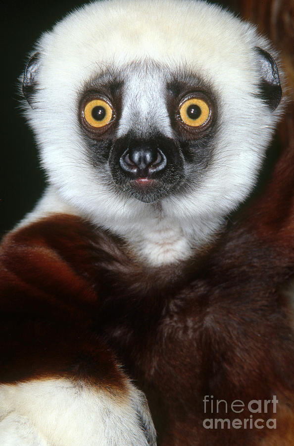 Coquerels Sifaka Photograph by Art Wolfe