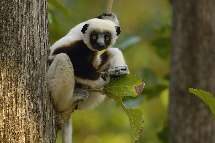 Coquerels Sifaka Madagascar Photograph by Pete Oxford