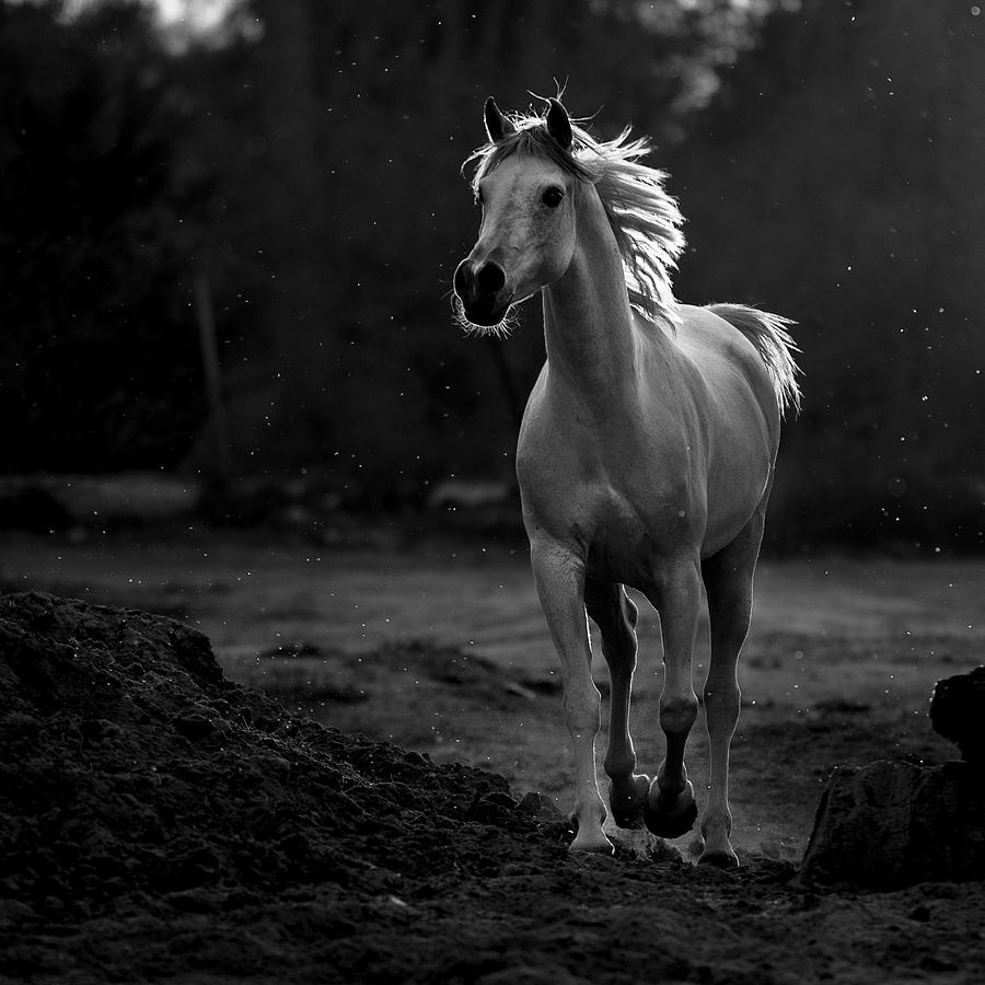 Black And White Photograph - Coquetry by Abdullah Al-saeed