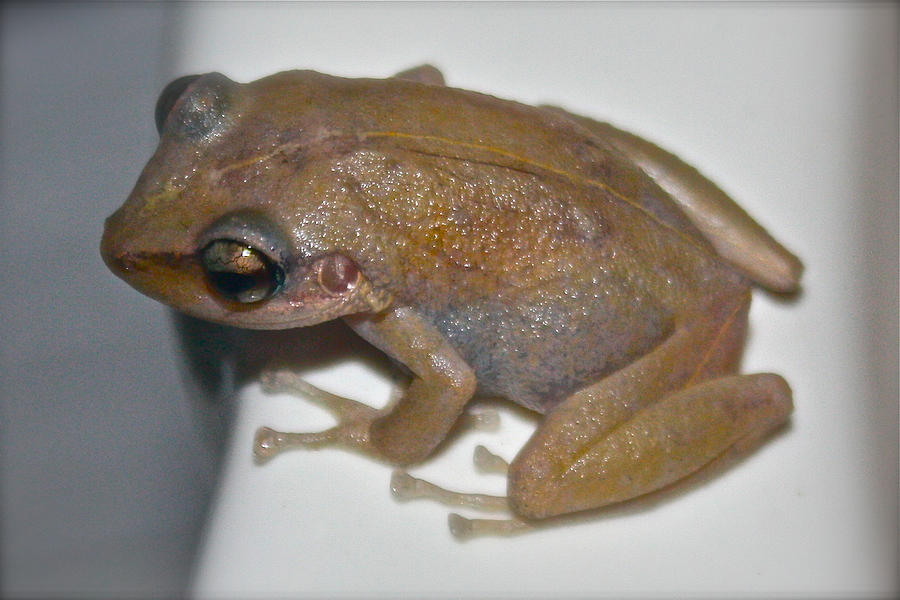 Coqui Frog Photograph by Venetia Featherstone-Witty