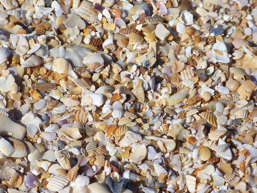 Coquina Crush Photograph by J Leigh - Fine Art America