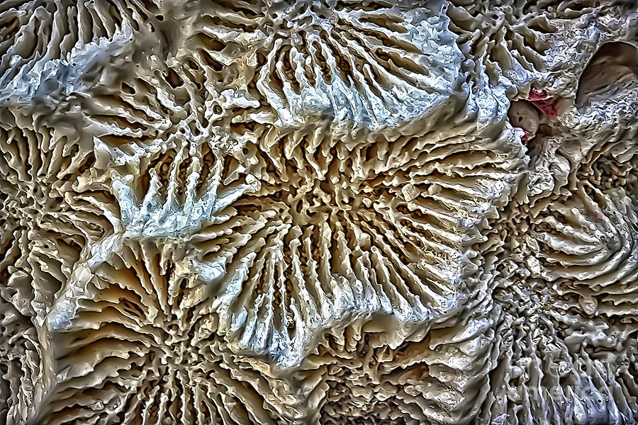 Coral Photograph - Coral 1 by Walt Foegelle