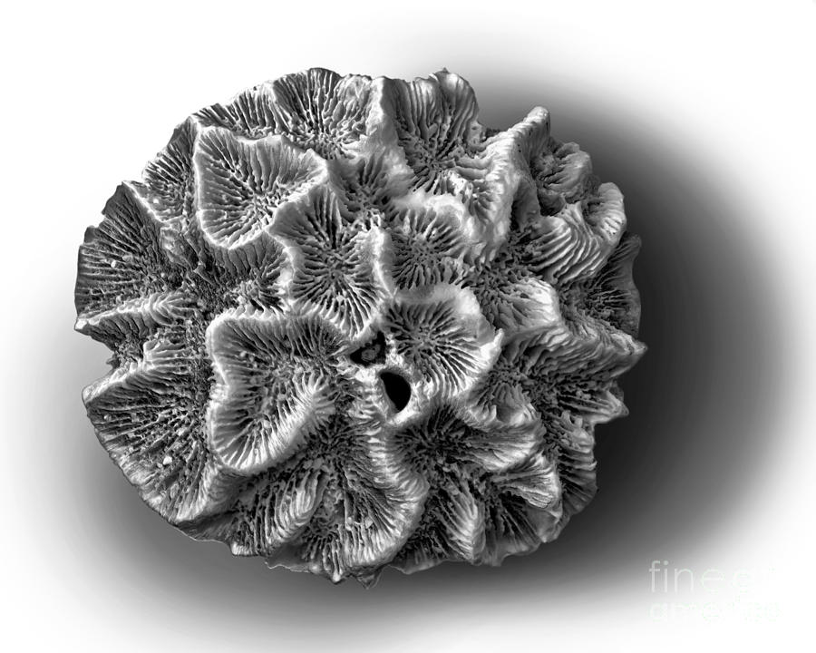 Coral Photograph - Coral 2 by Walt Foegelle