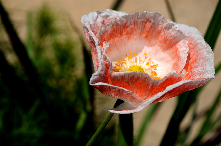 Coral And White Poppy Photograph