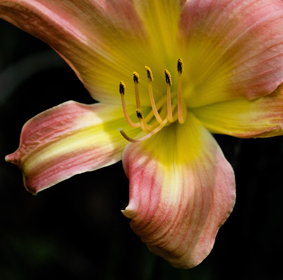 Coral and Yellow Lily Photograph by Michael Friedman