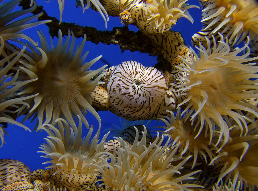 Coral Anemone Photograph