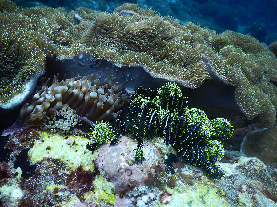 Coral, Anemones & Crinoid Photograph by Carleton Ray