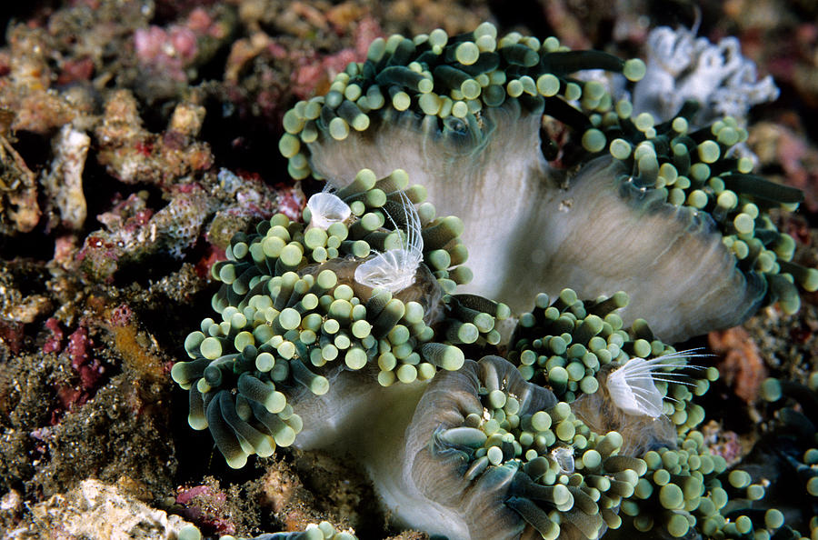 Coral Barnacle Photograph by Andrew J Martinez