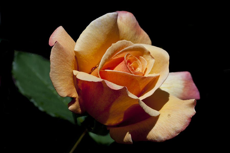 Rose Photograph - Coral Caper by Doug Norkum