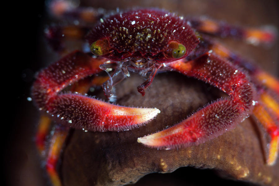 Coral Crab Living In The Hard Corals Photograph by Alessandro Cere