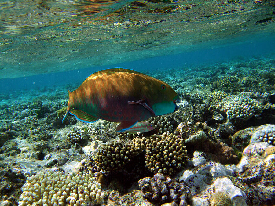 Coral Cruiser Photograph by Donna Corless