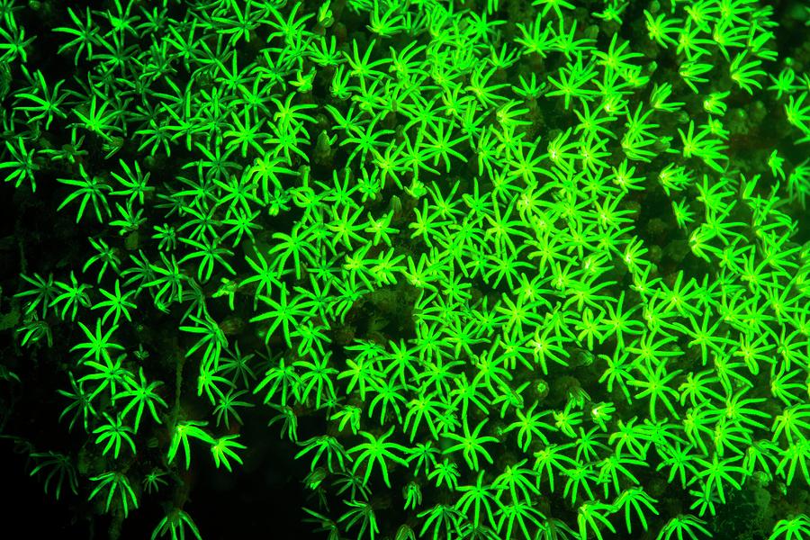 Coral Fluorescing Green Photograph by Louise Murray