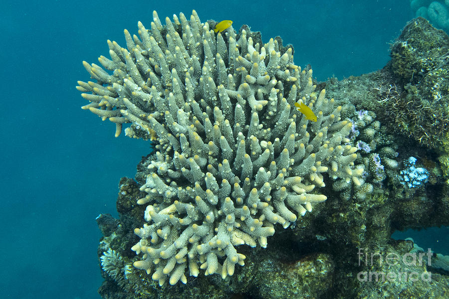 Coral Formations The Great Barrier Reef Photograph By Jason O Watson