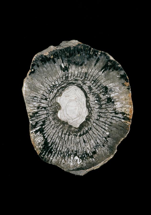 Coral Fossil Photograph by Natural History Museum, London/science Photo Library