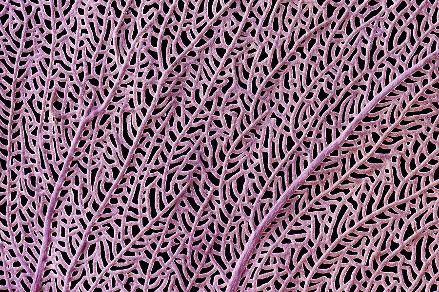 Coral From Guadalupe Photograph by Ingo Arndt Coral From Guadalupe Photograph by Ingo Arndt