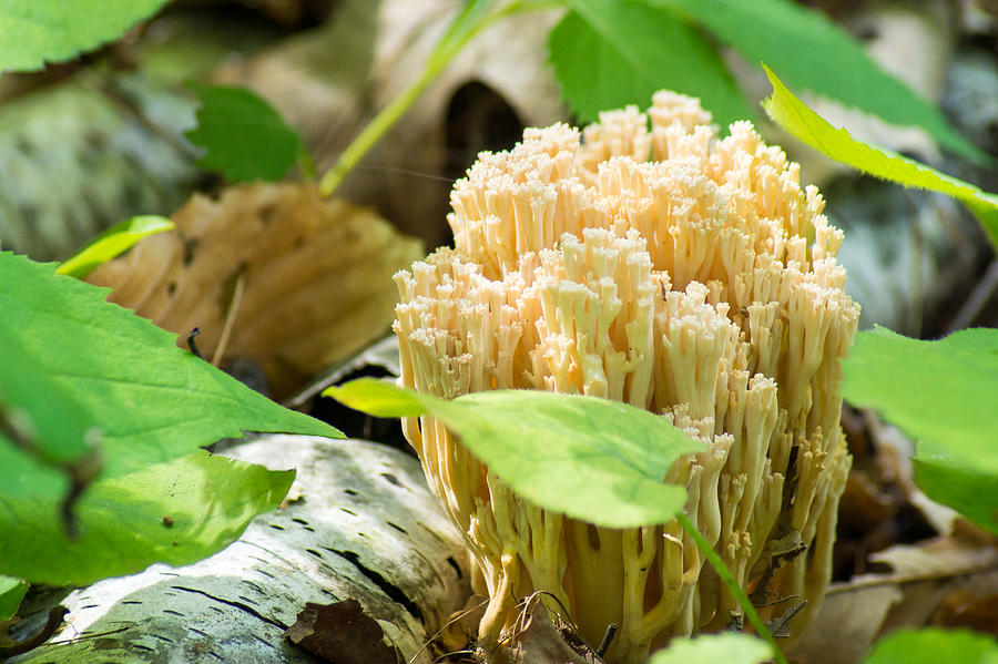 Mushroom Photograph - Coral Fungi by Bill Pevlor