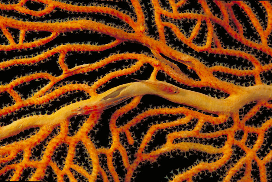Coral Goby On Sea Fan Photograph by F. Stuart Westmorland